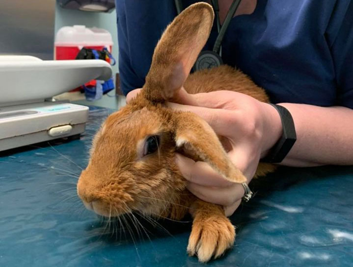 $City Small Animal Veterinarian