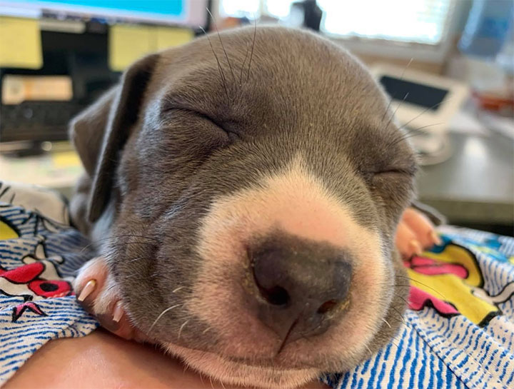 Puppy Care